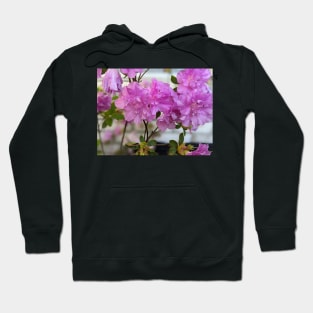 Cluster of Pink  Ruffled Flowers Against Brick Wall 2 Hoodie